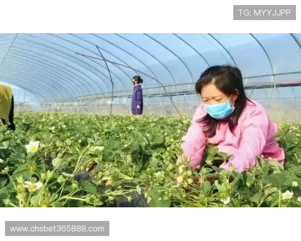 ebet电竞平台最新赛事资讯与专业分析助你掌握第一手比赛动态